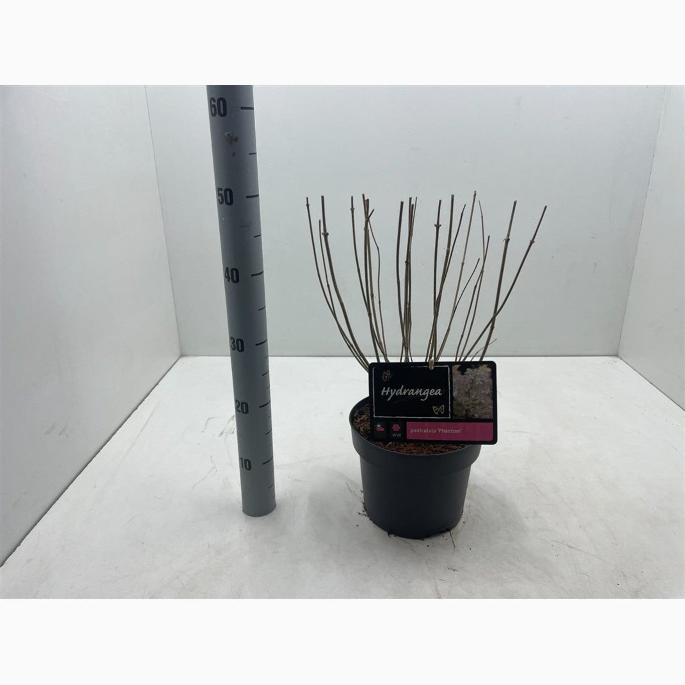 Syrenhortensia – Hydrangea paniculata 'Phantom' - C4